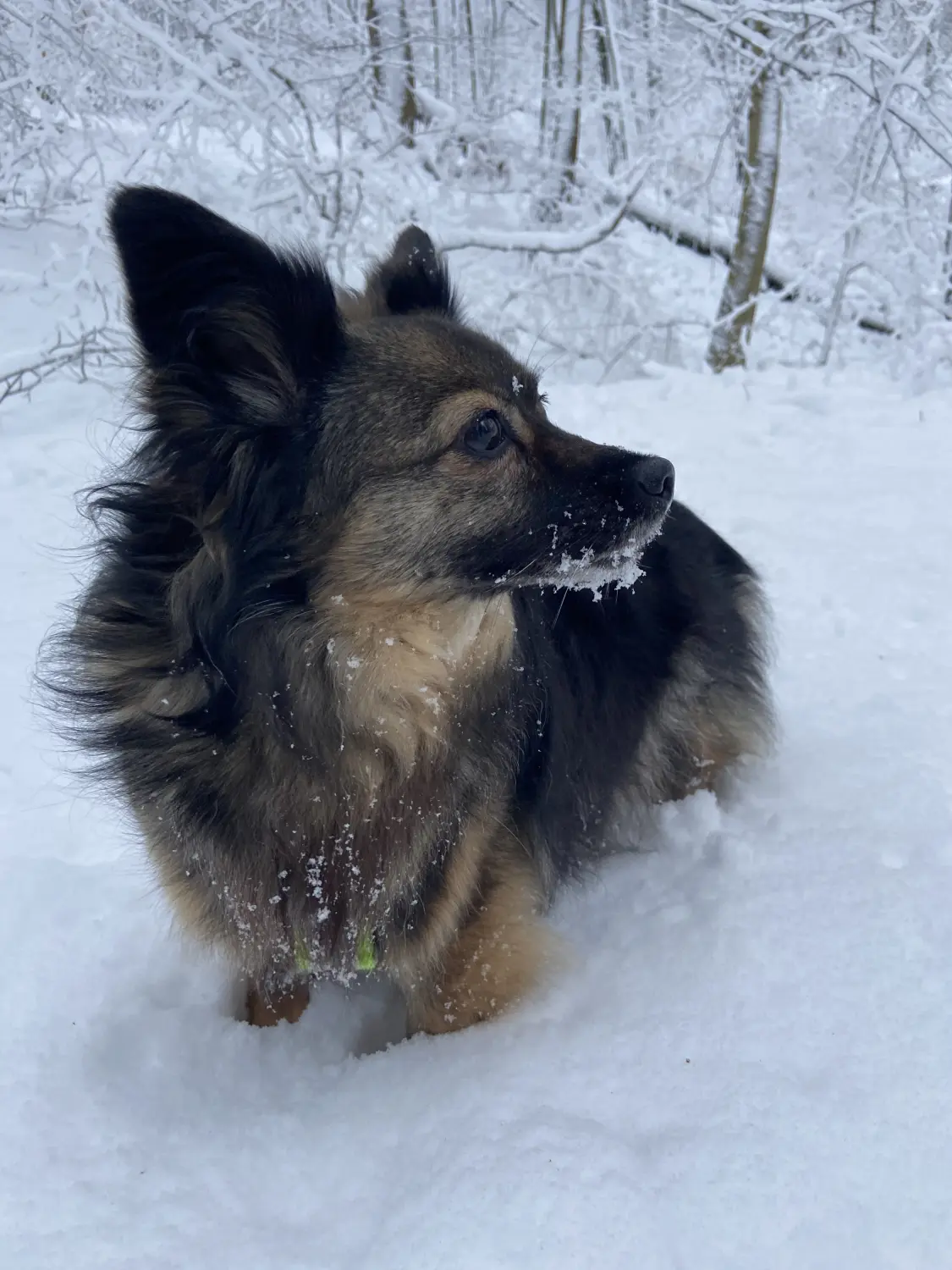 Tinka Hund von Lübbe Dogs