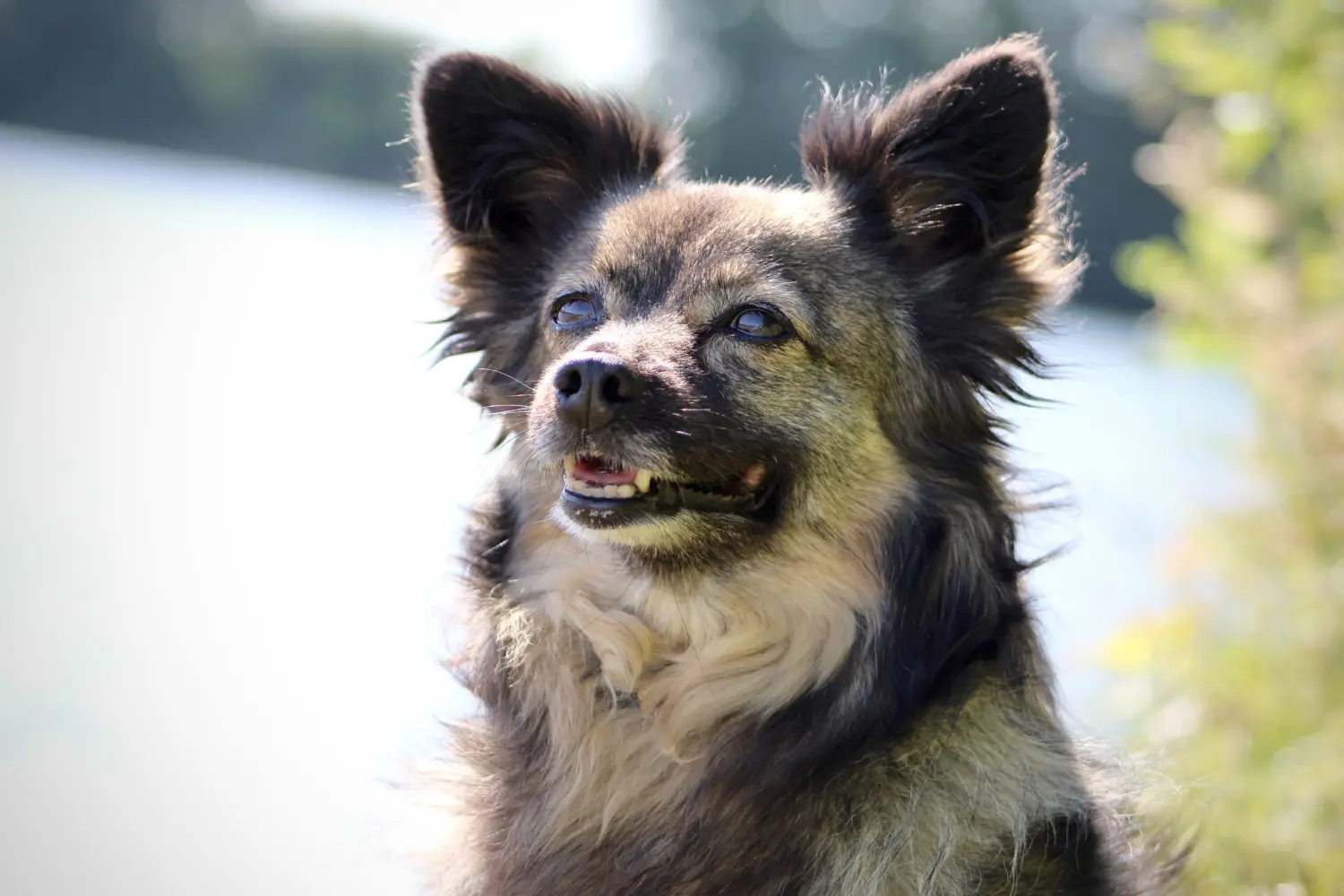 Tinka Hund von Lübbe Dogs