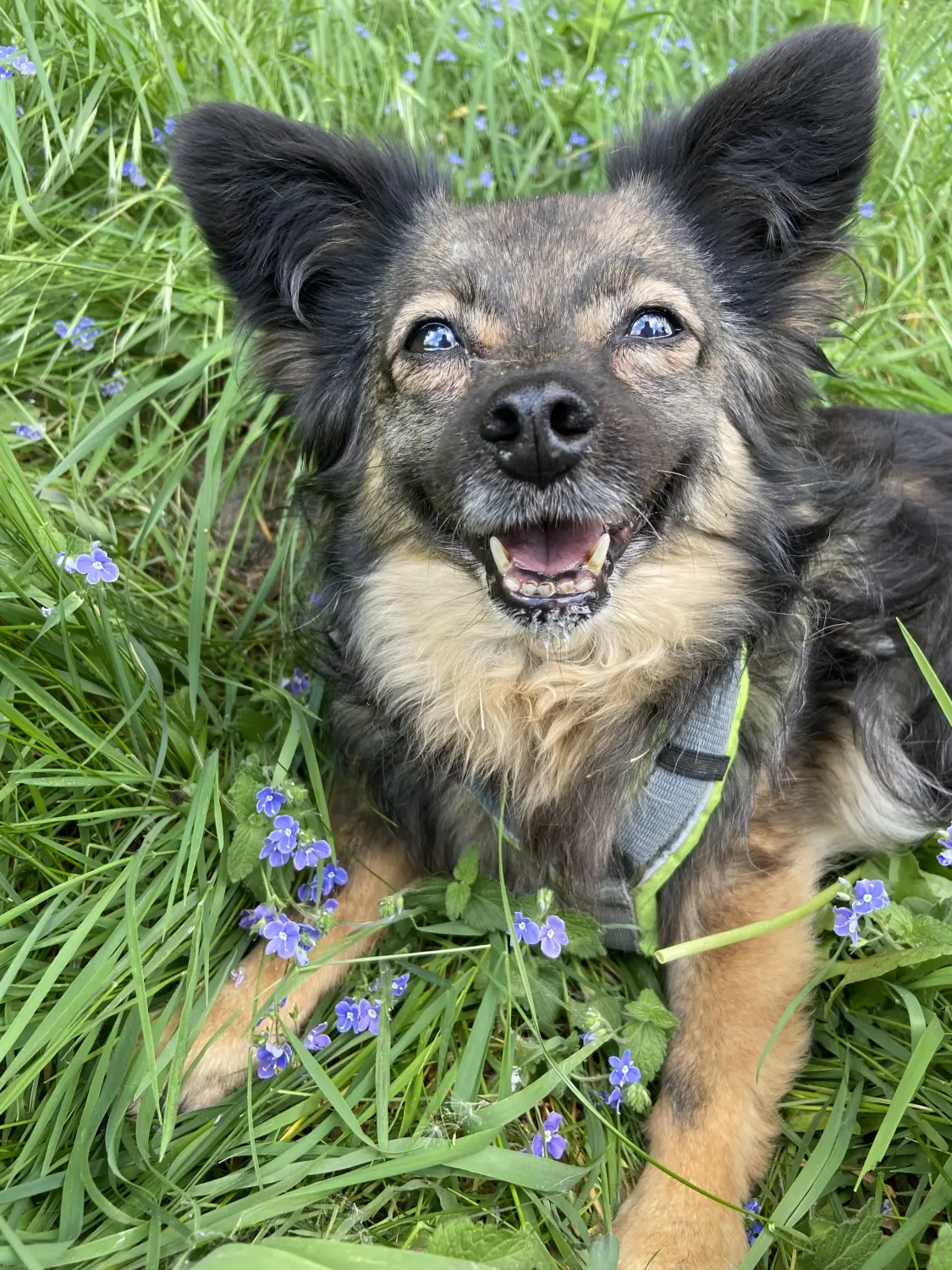 Tinka Hund von Lübbe Dogs