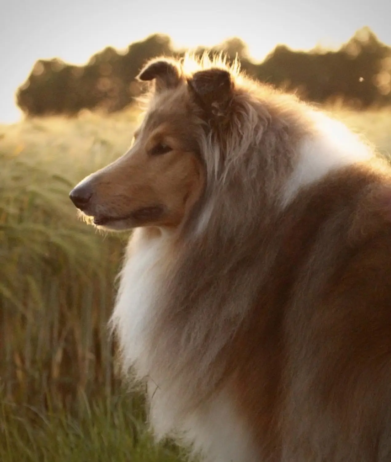 Taio Hund von Lübbe Dogs