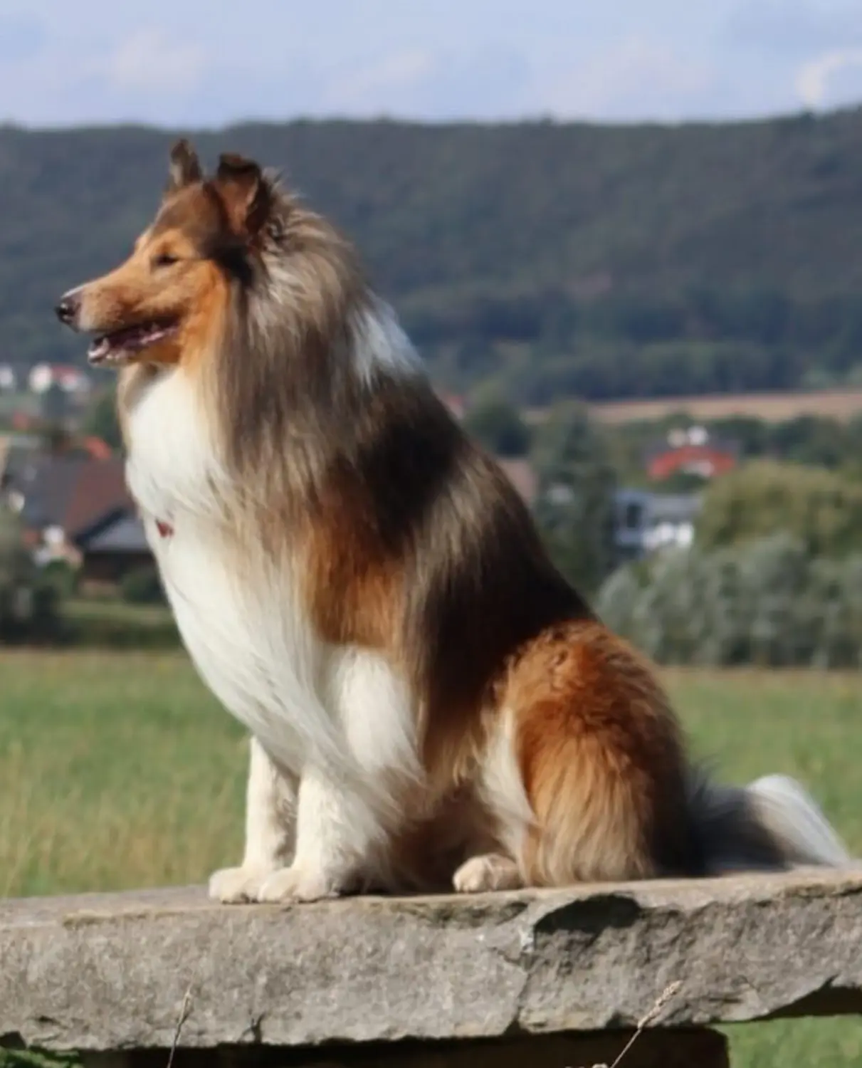 Taio Hund von Lübbe Dogs