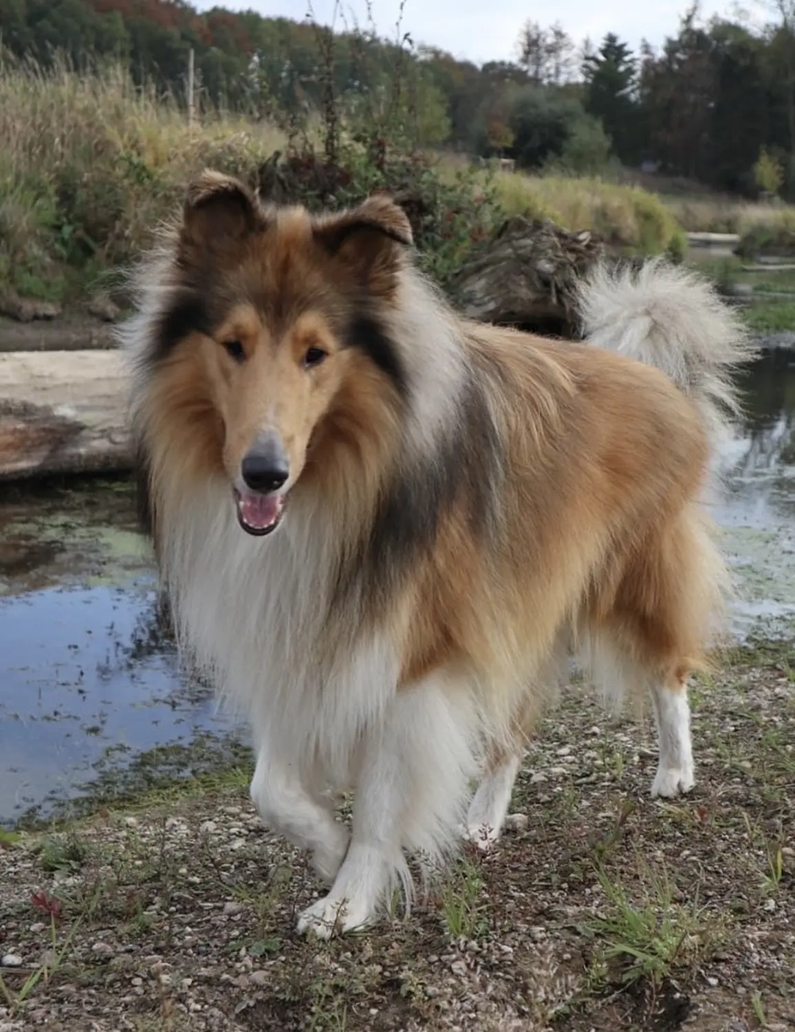 Taio Hund von Lübbe Dogs