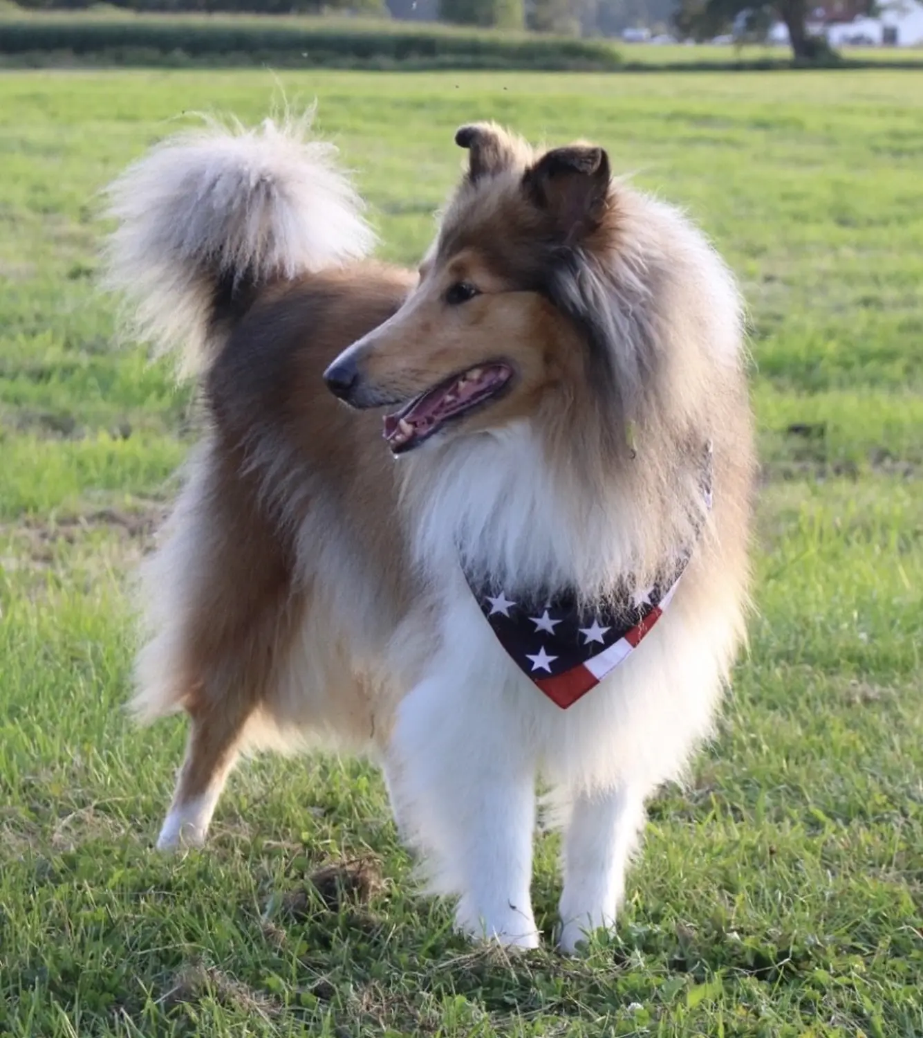 Taio Hund von Lübbe Dogs