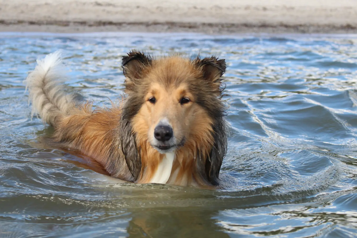 Hunde von Lübbe Dogs