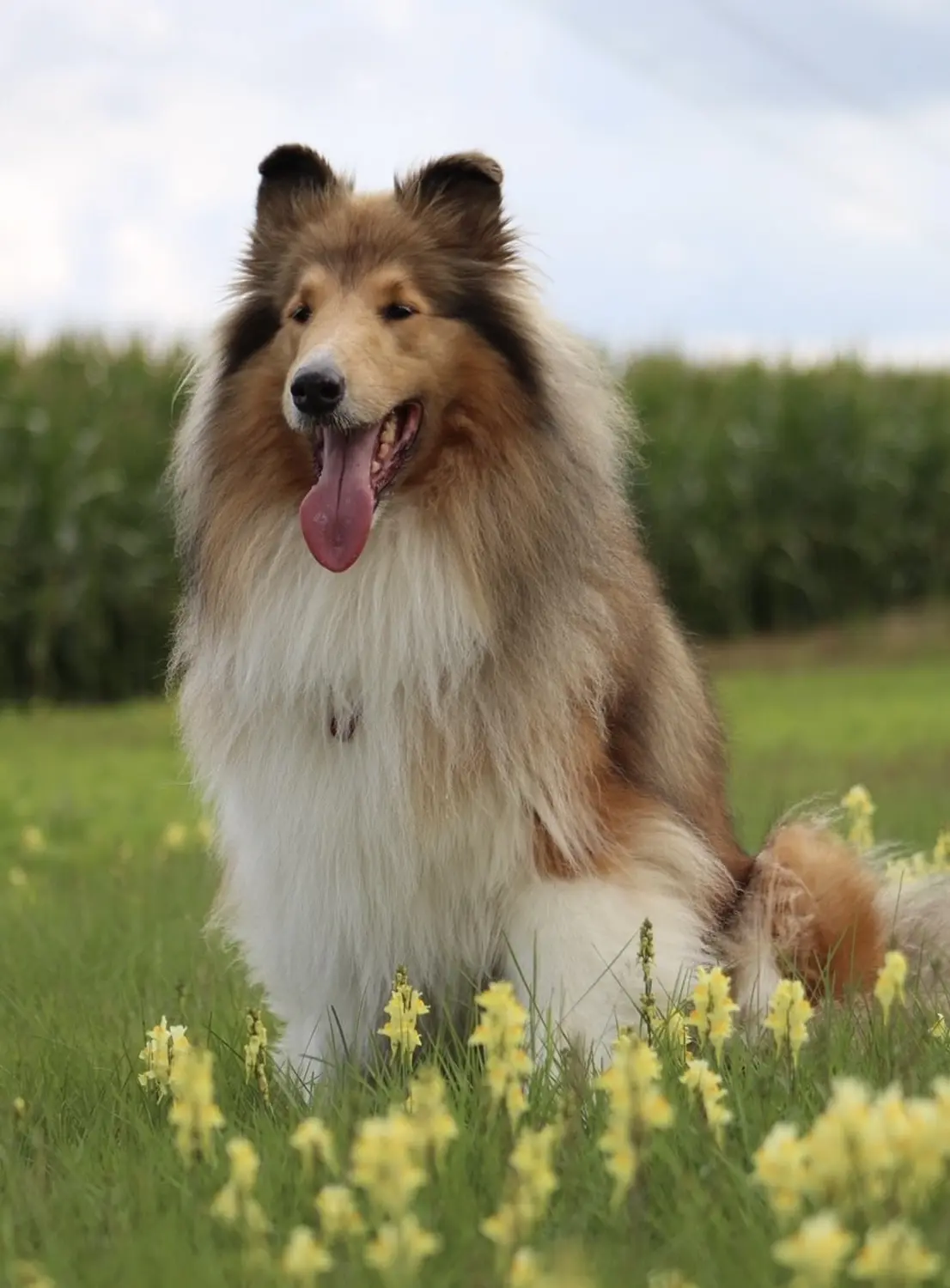 Taio Hund von Lübbe Dogs