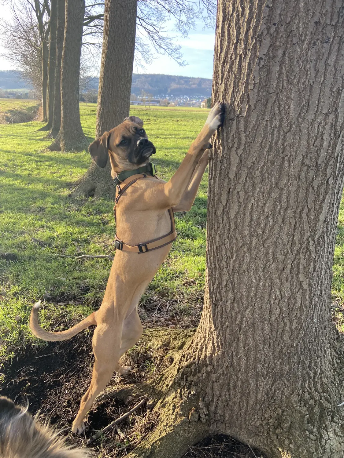 Penny alias Penelope Hund von Lübbe Dogs