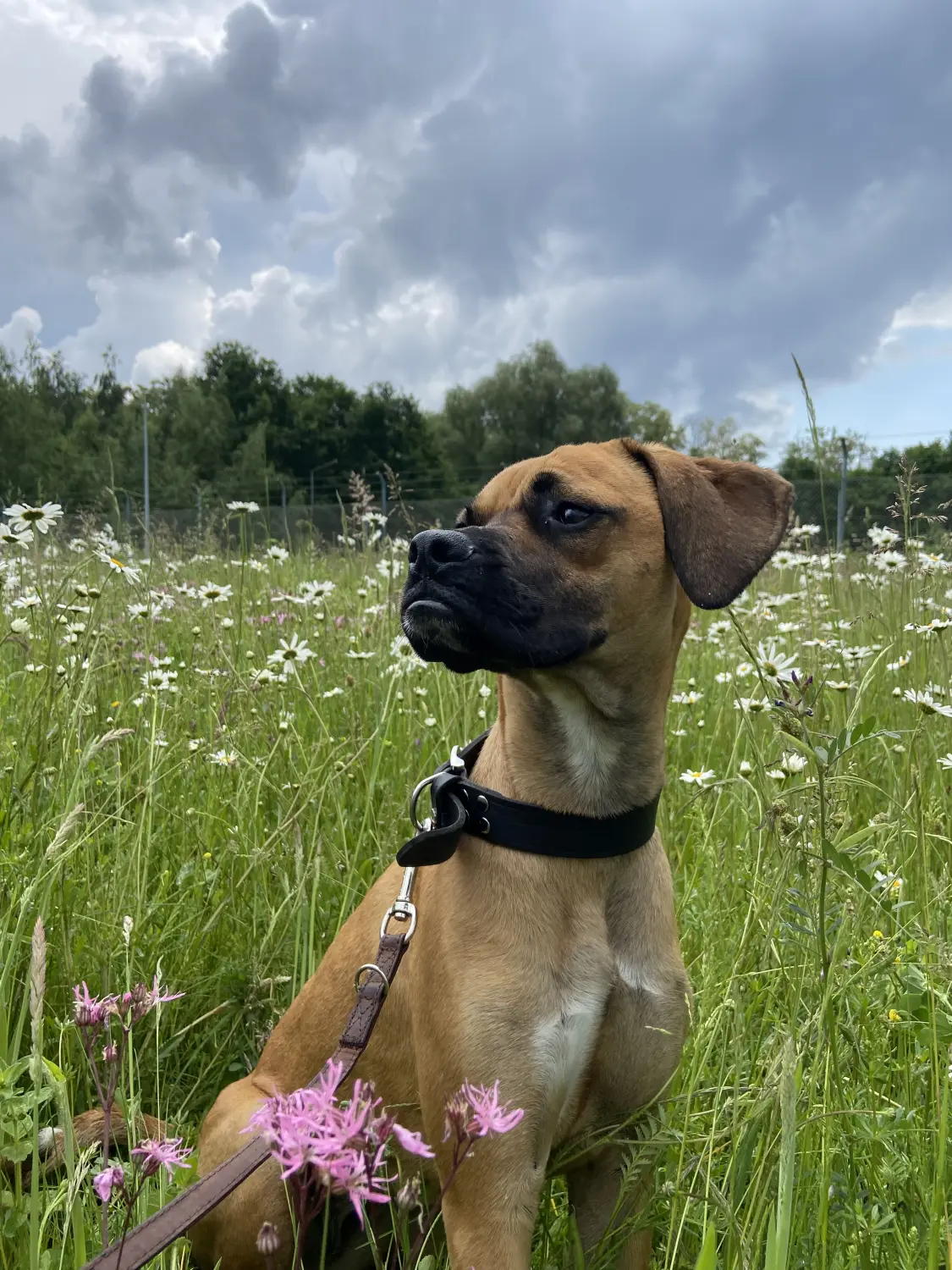 Penny alias Penelope Hund von Lübbe Dogs