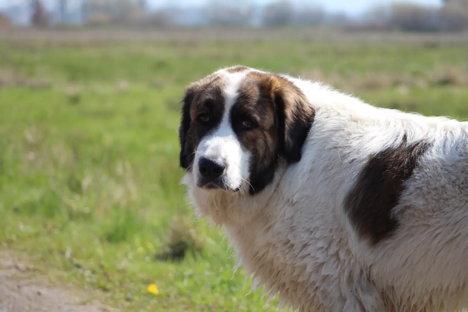 Mucki Hund von Lübbe Dogs