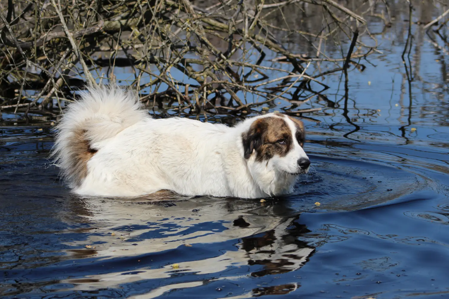 Mucki Hund von Lübbe Dogs