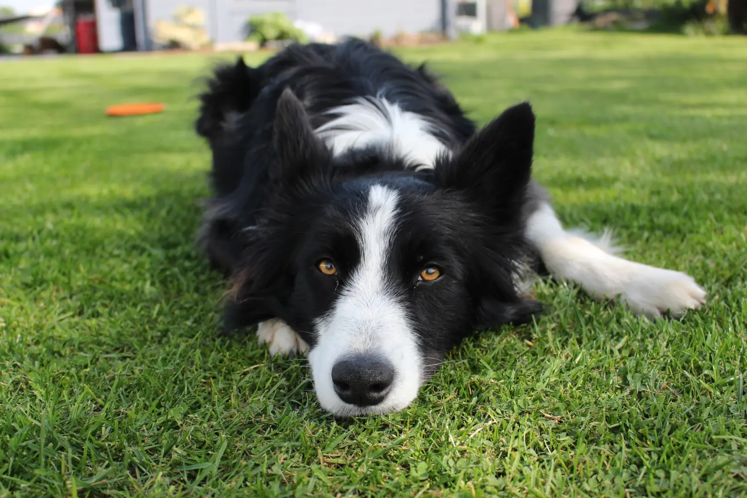 Buddy Hund von Lübbe Dogs