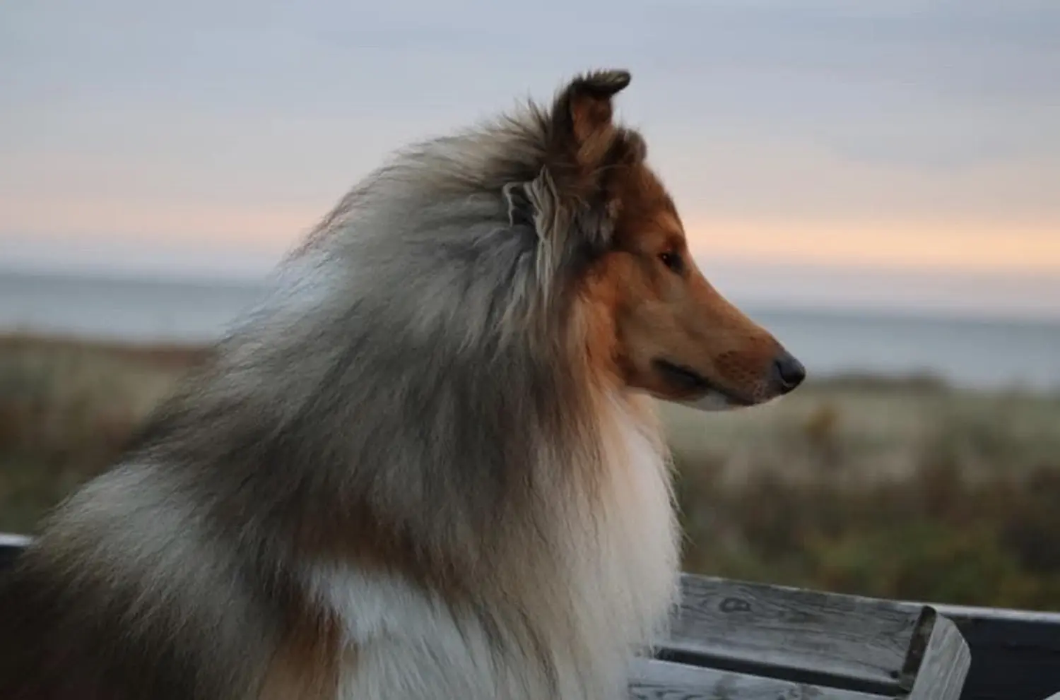 Hund von Lübbe Dogs