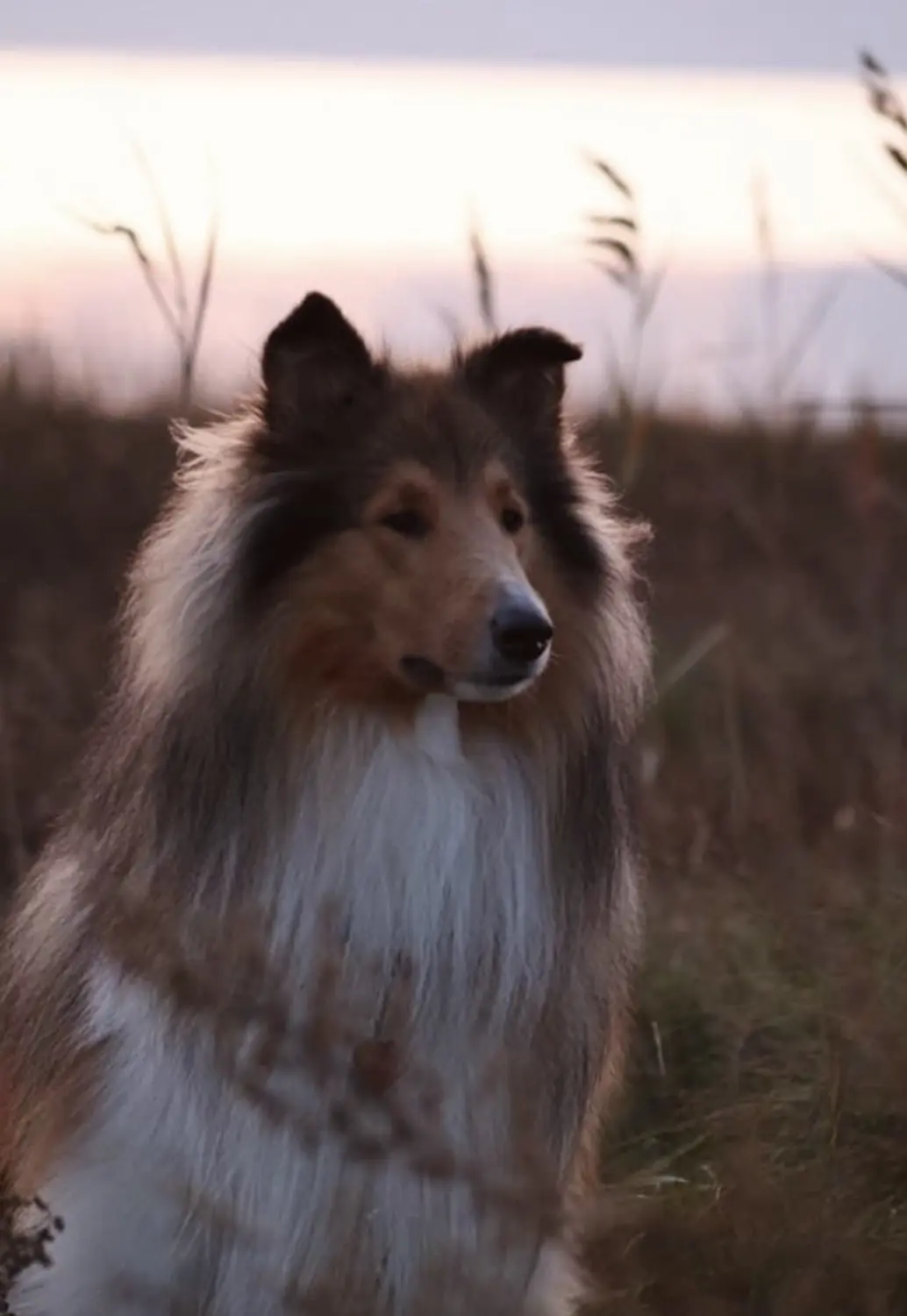 Hund von Lübbe Dogs