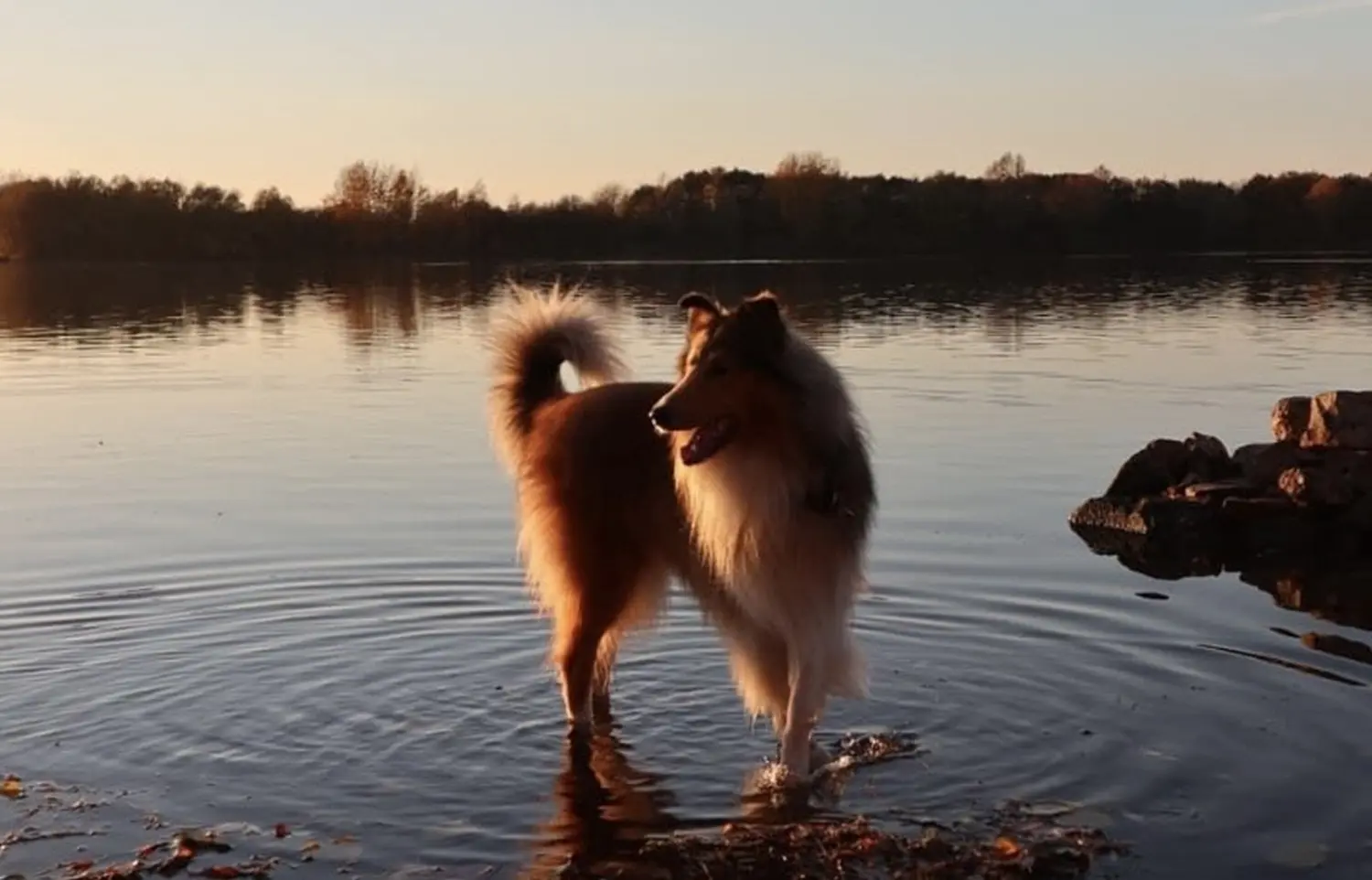 Hund von Lübbe Dogs